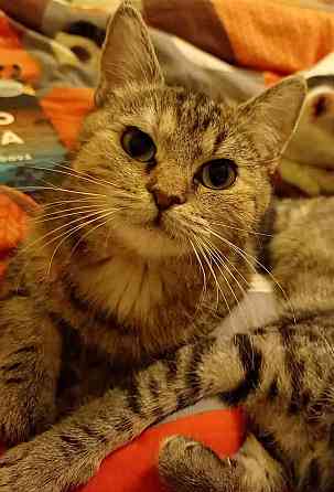 PRINCEZNA - kastrovaná kočička 7 měsíců Есеник