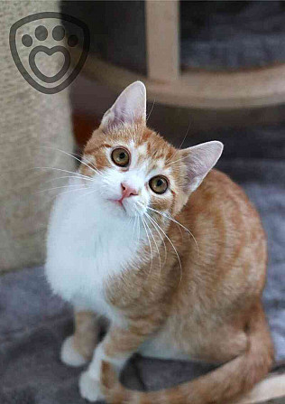 Myšpulín ❤ egy macska hibával ❤ Blansko - fotó 1