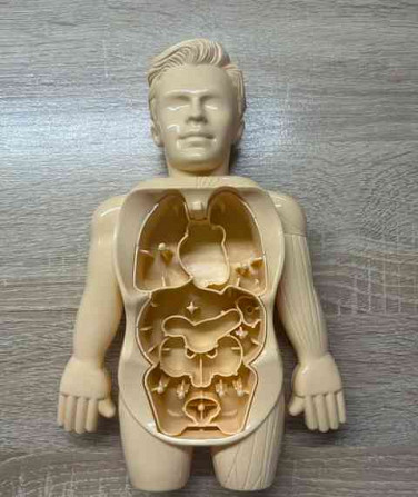 Складная модель человеческого тела Пельгржимов - изображение 4
