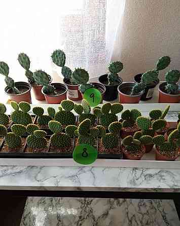 Kaktusy a sukulenty 30 Kč za kus 