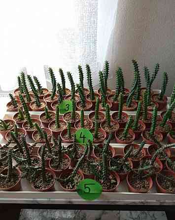 Kaktusy a sukulenty 30 Kč za kus 