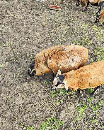 Kamerunské ovce Усти-над-Орлици