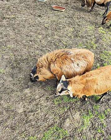 Kamerunské ovce Ústí nad Orlicí - foto 3