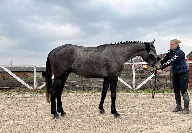 Young gelding by Cannon Reuvekamp’s Z  - photo 2