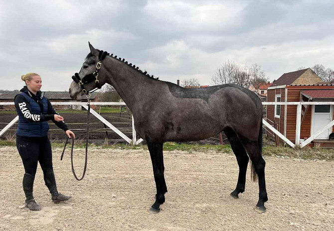 Young gelding by Cannon Reuvekamp’s Z  - photo 3