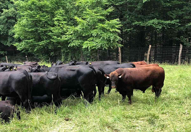 Aberdeen Angus breeding Bull Slovakia - photo 1