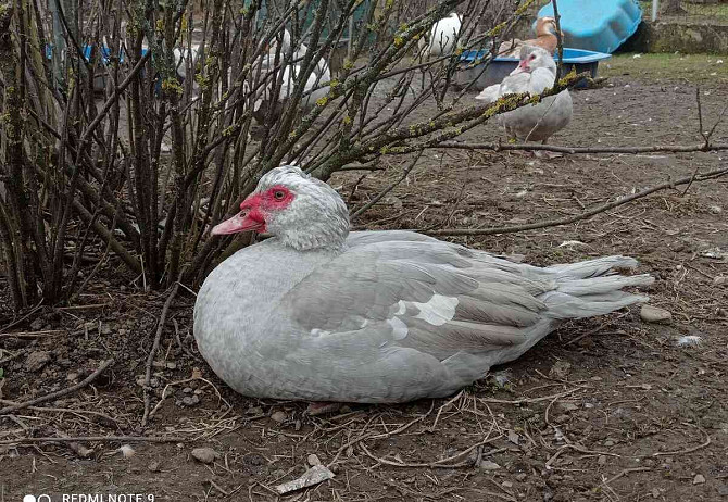 Muscovy duck pearl wild white-headed Hodonin - photo 2