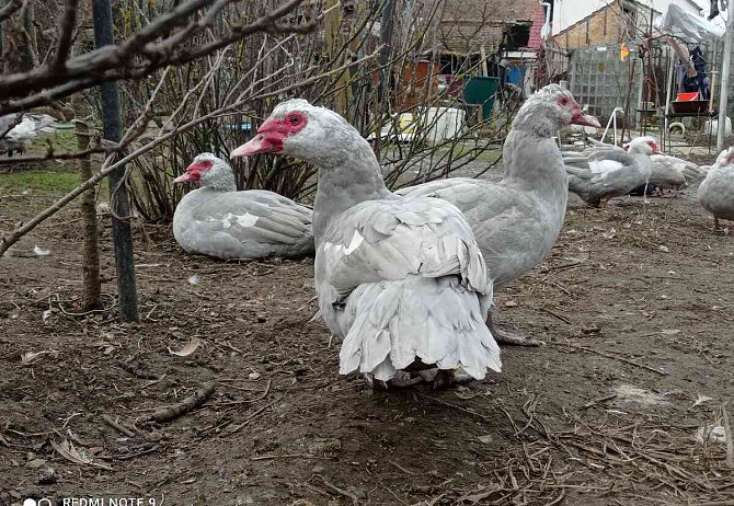 Barbarie-Ente, Perlenwild, weißköpfig Göding - Foto 3