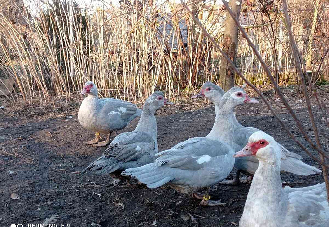 Barbarie-Ente, Perlenwild, weißköpfig Göding - Foto 1