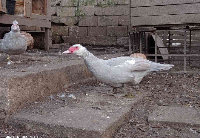 Barbarie-Ente, Perlenwild, weißköpfig Göding - Foto 4