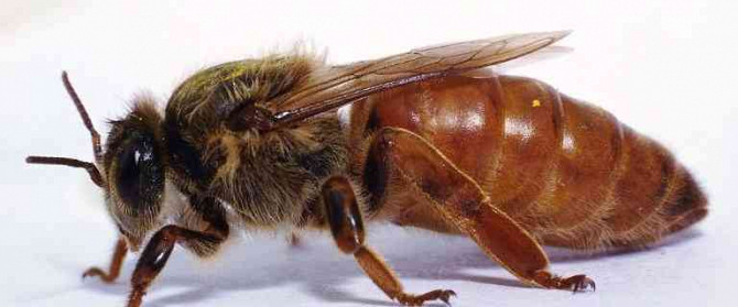 СРАЗУ доступны для коллекции - резервные пчелиные матки F1. Опава - изображение 1