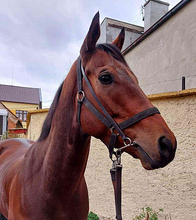A beautiful and very handsome 5-year-old A11 gelding for sale Melnik - photo 3