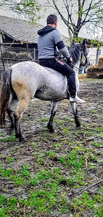 Jazdecke športovy kobylu pony deres Slovensko - foto 3