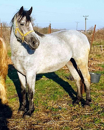 Jazdecke športovy kobylu pony deres Slovensko - foto 1