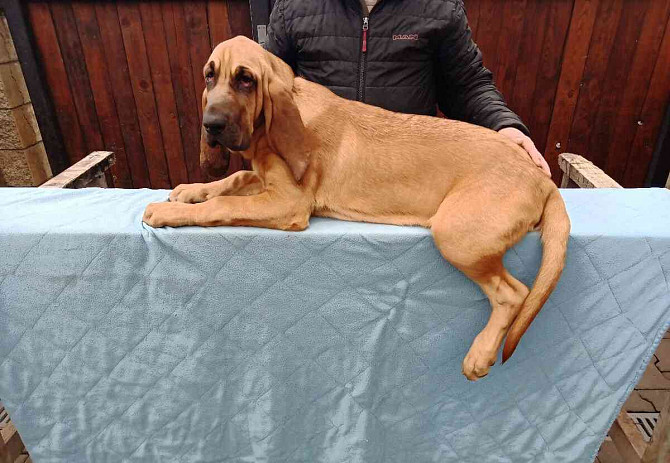 Bloodhound-Welpen Olmütz - Foto 2