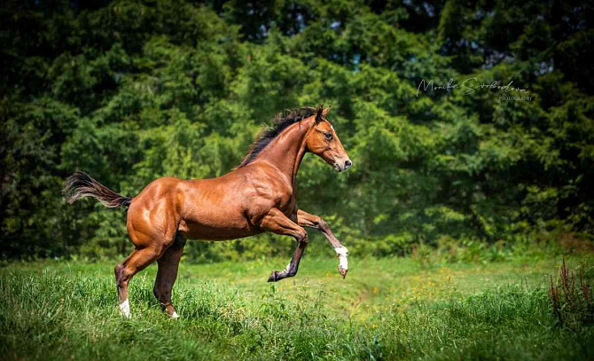 Admission by a breeding AQH stallion Žďár nad Sázavou - photo 6