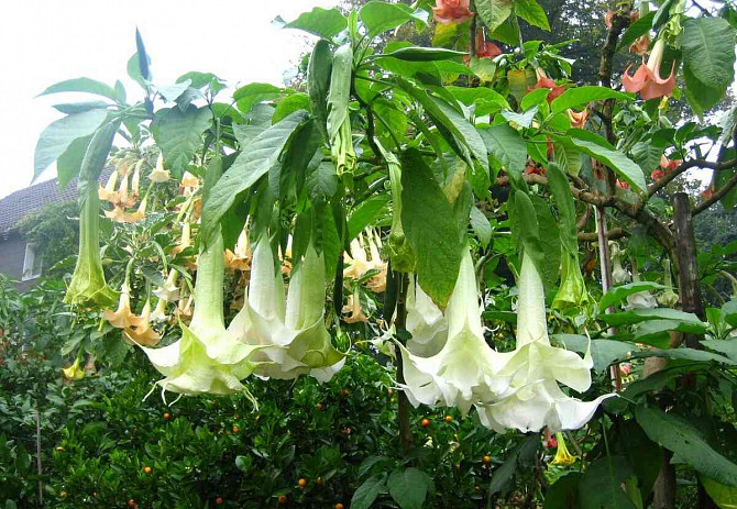 Angel Trumpets - Brugmansia, THE MOST LUXURIOUS CULTIVARS, 2024 Martin - photo 6