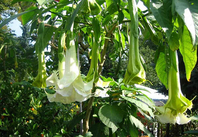 Angel Trumpets - Brugmansia, THE MOST LUXURIOUS CULTIVARS, 2024 Martin - photo 9