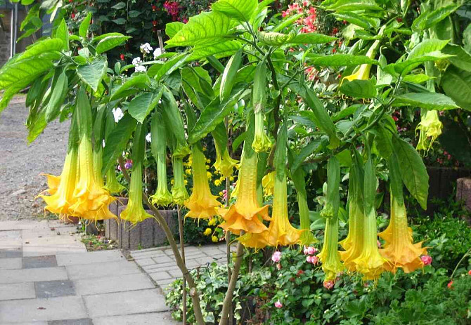 Angel Trumpets - Brugmansia, THE MOST LUXURIOUS CULTIVARS, 2024 Martin - photo 18