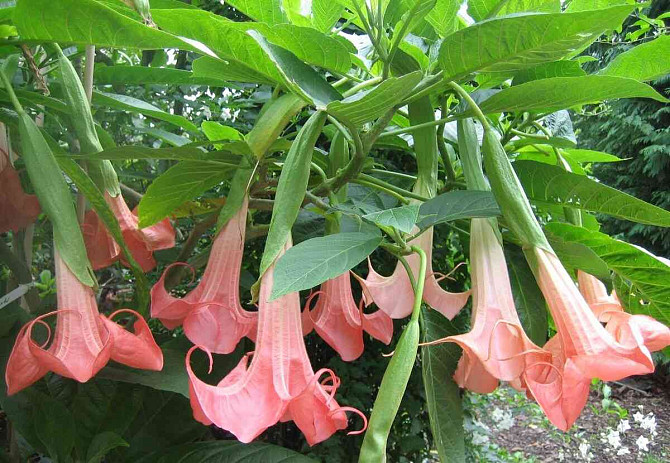 Angel Trumpets - Brugmansia, THE MOST LUXURIOUS CULTIVARS, 2024 Martin - photo 7