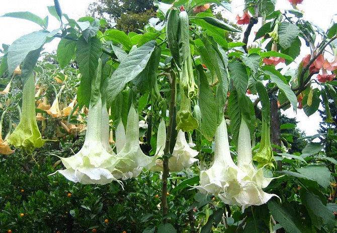 Angel Trumpets - Brugmansia, THE MOST LUXURIOUS CULTIVARS, 2024 Martin - photo 13