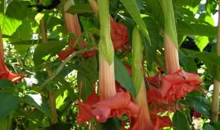 Angel Trumpets - Brugmansia, THE MOST LUXURIOUS CULTIVARS, 2024 Martin - photo 17