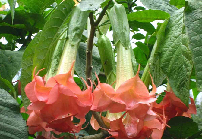 Angel Trumpets - Brugmansia, THE MOST LUXURIOUS CULTIVARS, 2024 Martin - photo 14