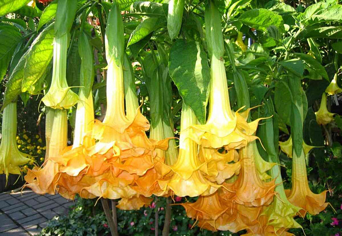 Angel Trumpets - Brugmansia, THE MOST LUXURIOUS CULTIVARS, 2024 Martin - photo 8