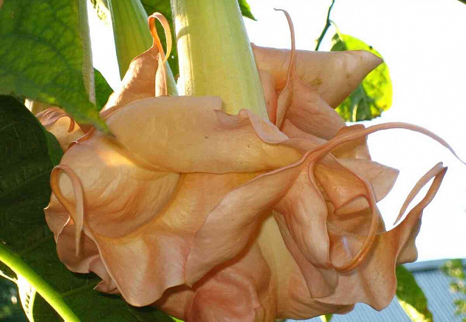 Angel Trumpets - Brugmansia, THE MOST LUXURIOUS CULTIVARS, 2024 Martin - photo 4