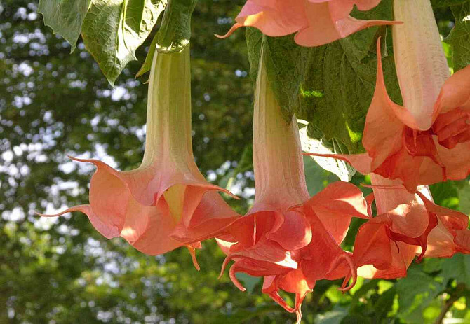 Angel Trumpets - Brugmansia, THE MOST LUXURIOUS CULTIVARS, 2024 Martin - photo 20