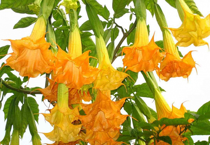 Angel Trumpets - Brugmansia, THE MOST LUXURIOUS CULTIVARS, 2024 Martin - photo 10