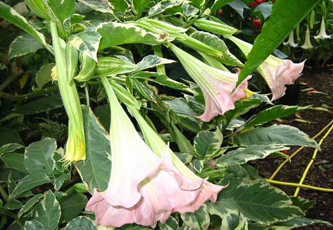 Angel Trumpets - Brugmansia, THE MOST LUXURIOUS CULTIVARS, 2024 Martin - photo 11