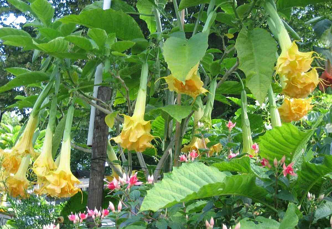Angel Trumpets - Brugmansia, THE MOST LUXURIOUS CULTIVARS, 2024 Martin - photo 19