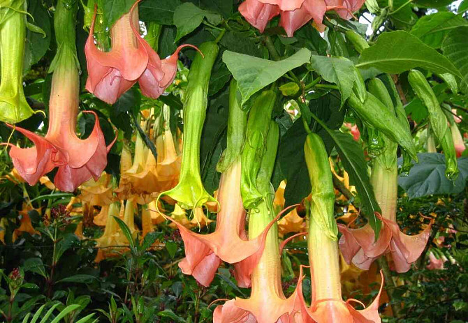 Angel Trumpets - Brugmansia, THE MOST LUXURIOUS CULTIVARS, 2024 Martin - photo 3