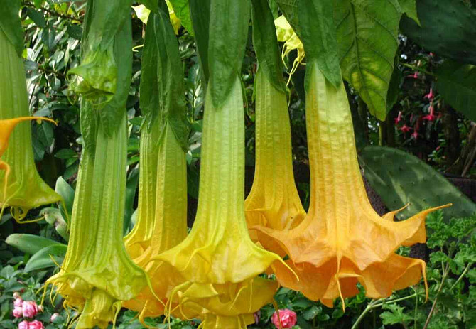 Angel Trumpets - Brugmansia, THE MOST LUXURIOUS CULTIVARS, 2024 Martin - photo 12