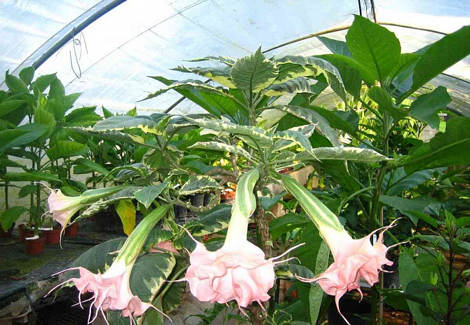 Angel Trumpets - Brugmansia, THE MOST LUXURIOUS CULTIVARS, 2024 Martin - photo 2