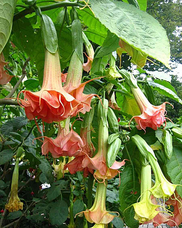 Angel Trumpets - Brugmansia, THE MOST LUXURIOUS CULTIVARS, 2024 Martin - photo 5