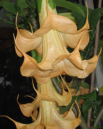 Angel Trumpets - Brugmansia, THE MOST LUXURIOUS CULTIVARS, 2024 Martin - photo 15