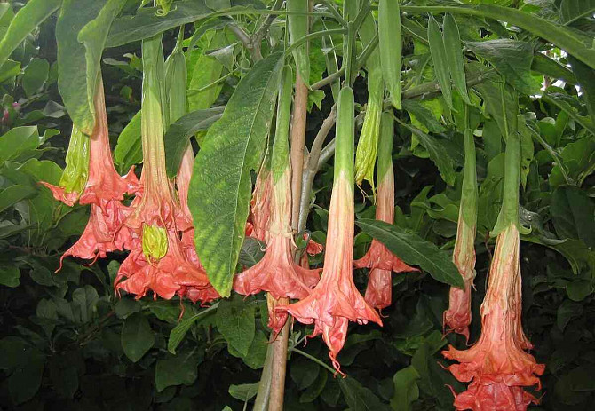 Angel Trumpets - Brugmansia, THE MOST LUXURIOUS CULTIVARS, 2024 Martin - photo 16