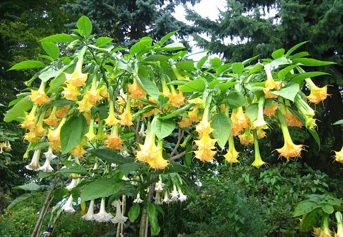 Angel Trumpets - Brugmansia, THE MOST LUXURIOUS CULTIVARS, 2024 Martin - photo 1