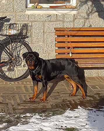 Rottweiler-Welpen Strakonitz - Foto 3