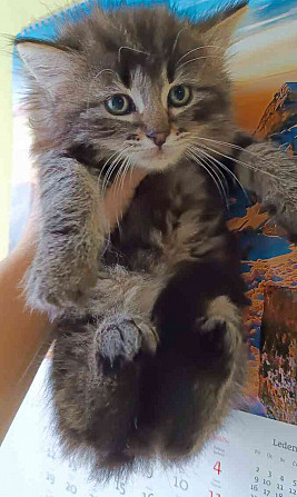 Siberian cat Jeseník - photo 4