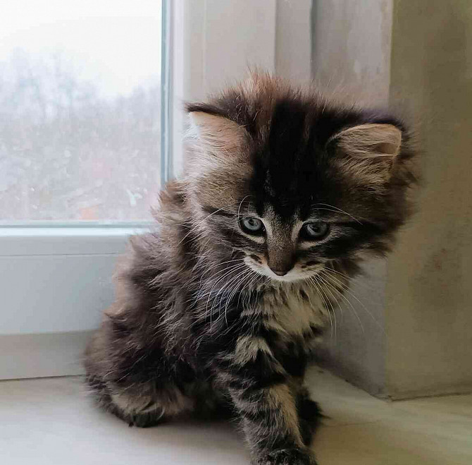 Сибирский кот Есеник - изображение 19
