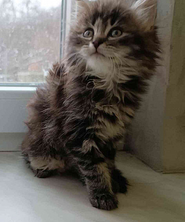 szibériai macska Jeseník - fotó 13