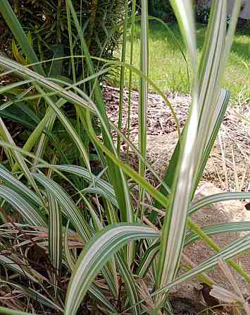 Okrasné trávy - chrastice rákosovitá Литомержице