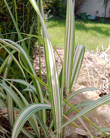 Ornamental grasses - reed sedge Litoměřice - photo 1