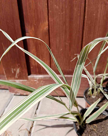 Ornamental grasses - reed sedge Litoměřice - photo 2