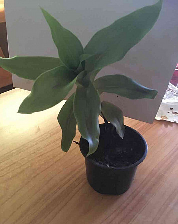 Калисия Душистая – растения в вазоне Жилина - изображение 1