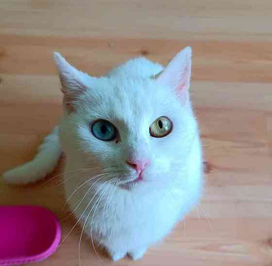 HÉRA - kastrovaná kočička cca 4 roky Есеник
