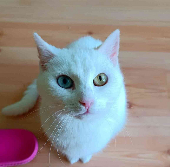 ГЕРА - стерилизованная кошка, около 4 лет. Есеник - изображение 2